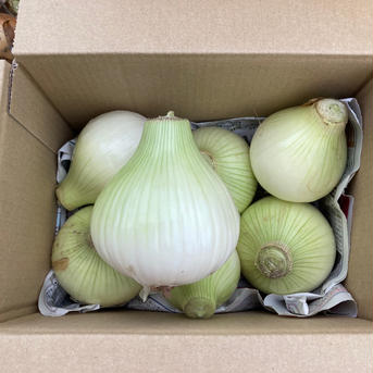 お買い得！ 訳あり泉州玉ねぎ5kg 5kg 野菜/玉ねぎ通販