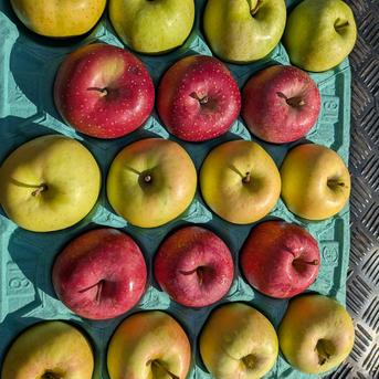 ■中箱■ 10㌔　幻の林檎　高徳　希少りんご　青森県産　クロネコ便 青森県産紅玉 ｜ 果物/りんご 産直アウル 農家・漁師など生産者から直接野菜などの食材を購入できる産地直送の宅配通販サイト 