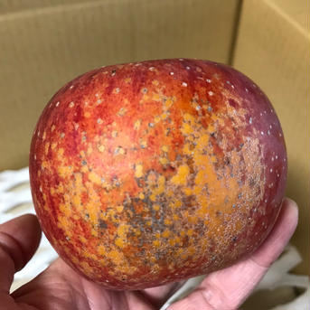 訳あり　葉とらずふじ　約7kg【2023年産】 約7kg 果物/りんご通販