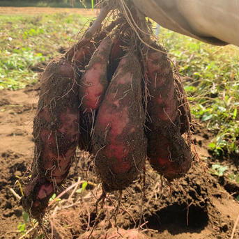 【Sサイズ】無農薬さつまいも（紅はるか）5kg 5kg（箱の重さ含む） 野菜/さつまいも通販