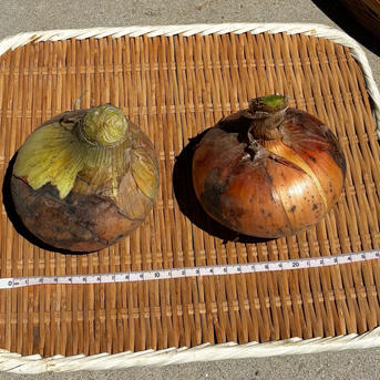 自然栽培　特大玉ねぎ９.３kg 自然栽培玉ねぎ 野菜/玉ねぎ通販