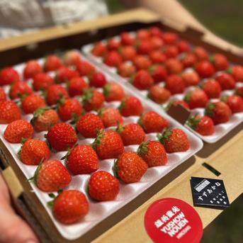朝採れ当日発送！35玉！夏秋いちご 青森県産 すずあかね 苺 夏いちご