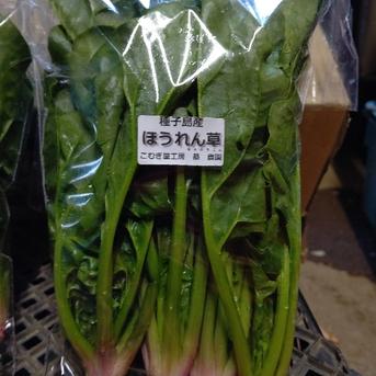 【2/18、本日限りの大特価】ほうれん草を80サイズに詰めれるだけ 約1キロ 野菜/ほうれん草通販