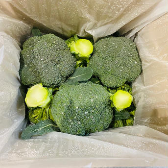 今が旬！冬ブロッコリー【おはよう】 80サイズの箱にブロッコリー6個 野菜/ブロッコリー通販