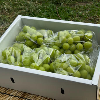 【クール便】山梨県産ぶどう【シャインマスカット】3kg〜3.4kg前後(5〜7房) 種なし 3kg 果物/ぶどう通販