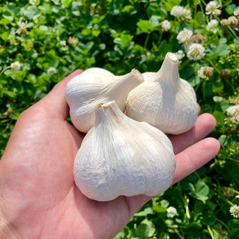 風味バツグン！ ニンニク サイズ混合 2キロ ｜ 野菜/にんにく 産直