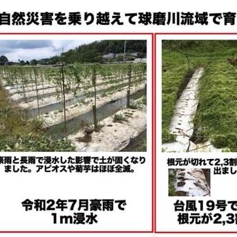 訳あり自然薯たっぷり2kg(豪雨災害と台風で被害) 2kg 野菜/長いも・山いも通販