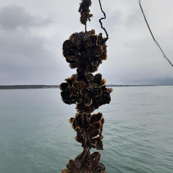 湖白牡蠣 500×4 魚介類/牡蠣通販