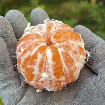 果汁溢れる！甘くて酸っぱい【田口早生】みかん 5kg ｜ 果物/果物