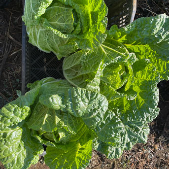 白菜とオレンジクイーンの食べ比べセット ｜ 野菜/白菜 産直アウル