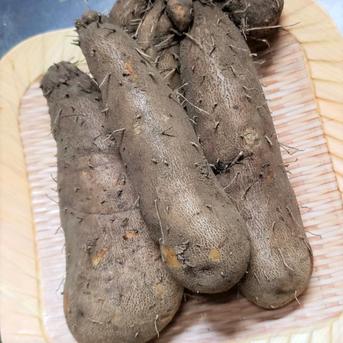 希少性が高いつくね芋♪ 2kg 2kg(3~5本) 野菜/長いも・山いも通販