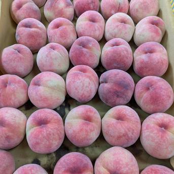 長野市産一番初めの?（たまき）3kg箱 【数量限定】 ｜ 果物/もも 