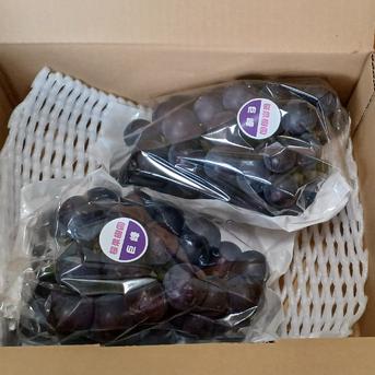 訳あり 種なし B品巨峰 1kg(500g 2房) ｜ 果物/ぶどう 産直アウル 農家