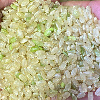 令和7年度産はなまる農園 にじの煌 玄米30キロ ｜ 米・穀物/玄米 産直