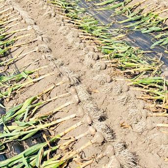 北海道在来　通称「ピンクにんにく」(R6・札幌産)0.5kg 0.5kg 野菜/にんにく通販
