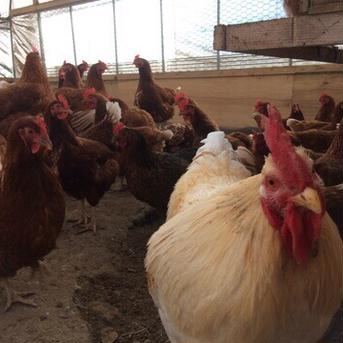 【北海道発西日本向け・送料込】平飼い鶏の有精卵「ぽんあびらん」【常温便】60個セット【送り先が中部・北陸地方以西の方】 60個 卵/鶏卵通販