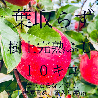 大量お買い得！葉取らずリンゴ　約１０キロ　 約１０キロ 果物/りんご通販