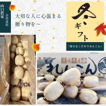 お歳暮】☆霞ヶ浦産 蓮根 ☆朝堀れんこん☆贈答用☆農家直送☆4kg
