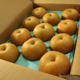 【長野県産】梨　南水　10kg  贈答品 10kg 果物/梨通販