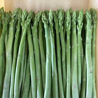 【正規品】朝採り博多アスパラガス　1kg 1kg 野菜/アスパラガス通販