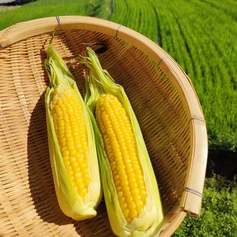 【旬祭限定】☆10%増量中☆信州の高原より新鮮野菜をお届け！旬の野菜セット７種(レギュラー) 旬の野菜セット７種 野菜/野菜セット・詰め合わせ通販