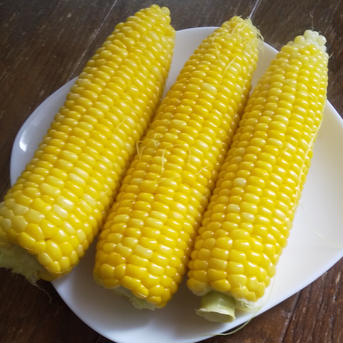 お得(^^)大箱をみんなでシェア生食OKフルーツみたいなとうもろこし《味来》 味来10kg 野菜/とうもろこし通販