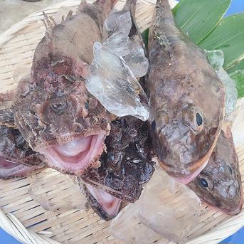 北海道  今が旬の当別カジカ トゲカジカ 2㎏ 2㎏ 魚介類/その他魚介通販