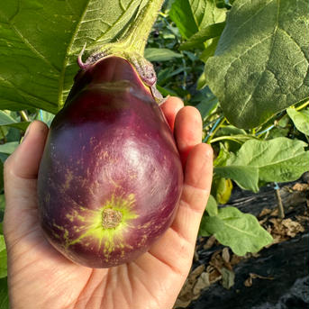 【期間・数量限定】規格外の水なす 約8キロ 野菜/茄子通販