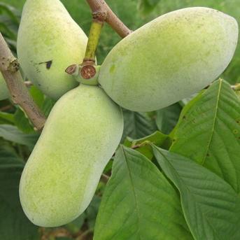 信州産 幻のポポの種子 ポスト投函 幻のポポー 約900g | 果物/その他果物 産直アウル 農家から直接