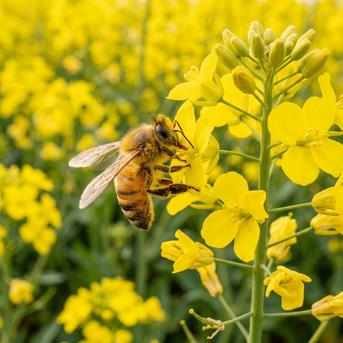 二ホンミツバチの天然非加熱・無農薬・無添加蜂蜜　2本セット 非加熱・無添加・天然そのまま 自家製はちみつ」～農薬を使わない農園