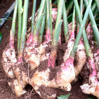 高知県産 朝採り新生姜 訳あり1キロ | 野菜/薬味 産直アウル 農家から