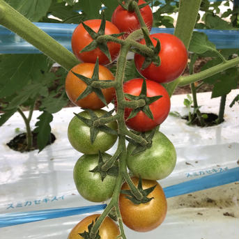 美味しいトマトはこれ❗️ミニトマト1キロ✖︎2箱 1キロ✖︎2箱 野菜/トマト通販
