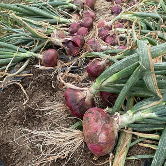 新玉ねぎ【湘南レッド】大玉サイズ10個前後 ｜ 野菜/玉ねぎ 産直アウル