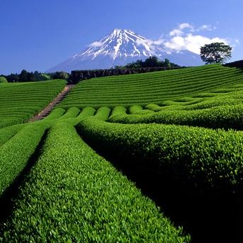 【宅配便】ゴクゴクすっきり和紅茶ティーバッグ 2g×100p 静岡 牧之原 2g×100p お茶/紅茶通販