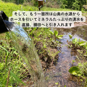 【令和７年米予約/特別栽培米】ひとめぼれ5㎏ 棚田米 5㎏ 米・穀物/米/精米通販