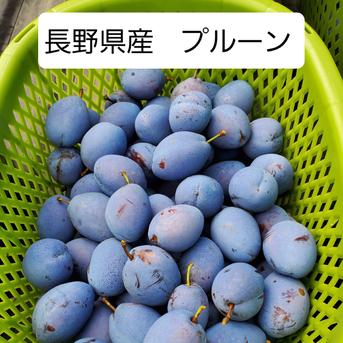 長野県産、生プルーン(スタンレー)　1kg(家庭用) 1㎏ 果物/すもも・プラム通販