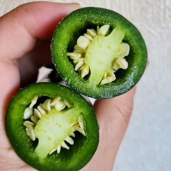 ハラペーニョ　１kg　北海道産 唐辛子　1kg 野菜/スパイス通販