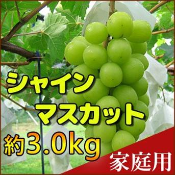 明日発送　採れたて　信州産　甘シャインマスカット　箱別4キロ　8房 本日発送 採れたて 信州産 甘シャインマスカット 箱別4キロ 8房
