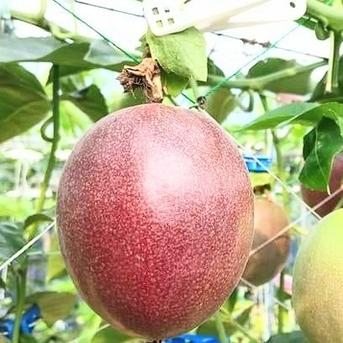 南国鹿児島の太陽をたっぷり浴びた【パッションフルーツ】5kg