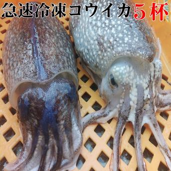 🦑急速冷凍出荷コウイカ【5杯】バリエーション選択可能🌊定置網 スミイカ✨刺身・寿司ネタに！日時指定可能📦🍣 寿司ネタ・刺し身・イカ焼きに最適！🌊 定置網で朝獲れ 烏賊 イカ 墨イカ【旬祭限定】 冷凍コウイカ　5杯 魚介類/イカ通販