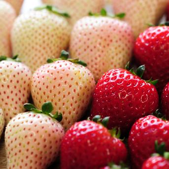 平2種食べ比べ2P（300g×2パック）2品種組み合わせ！とちぎのいちご