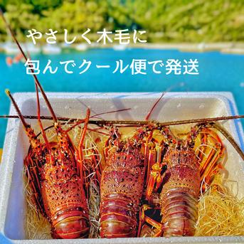 【３kg】活伊勢エビ！！ ３キロ　5～10匹 魚介類/エビ通販