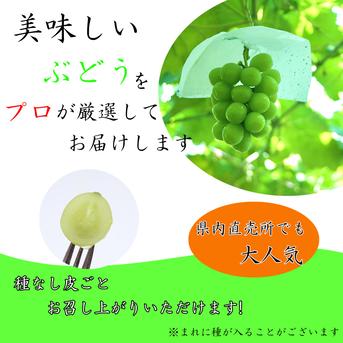 産地直送】 シャインマスカット 山梨県産 3〜5房(2kg程度) ｜ 果物