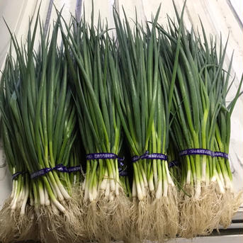 ネギ好き必見！【国産新鮮青ネギ】3kg/兵庫県産 3kg 野菜/ねぎ通販