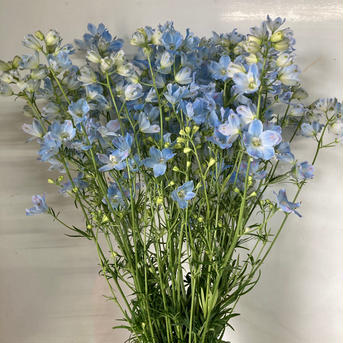 1度で4回楽しめるお花♪デルフィニウム　薄水色　長さミックス　10本 10本 花・植物/花・植物通販