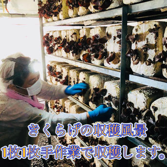<お試し> 高知県産 生黒きくらげ500g 500g 野菜/きのこ通販
