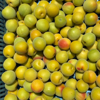 梅干し・甘露煮用熟成初期南高梅2Ｌ9.35kg(冷蔵輸送) 成熟前南高梅 果物/青梅通販