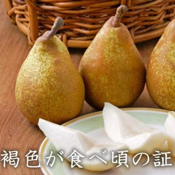 数量限定】ゼネラルレクラーク｜フランス生まれの高級洋梨 特大2玉