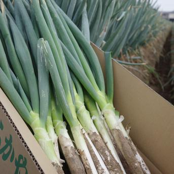 深谷ねぎ5kg 土付き 鏡農園 ｜ 野菜/ねぎ 産直アウル 農家・漁師など