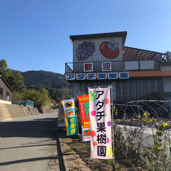 アダチ果樹園　こだわりの志波柿(富有柿)8個(約2.0キロ) 8個(約2.0キロ) 果物/柿通販